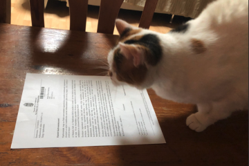 Szofi reviewing Letter of Notice
