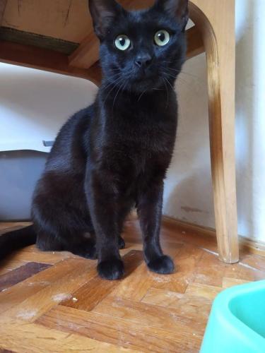 Mogyoró