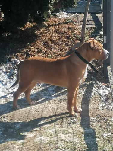 Porthos